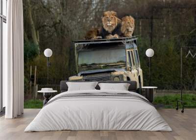 Two lions on top of a vehicle with trees in the background Wall mural