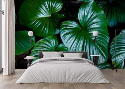 Tropical green leaves for background.Natural background Wall mural