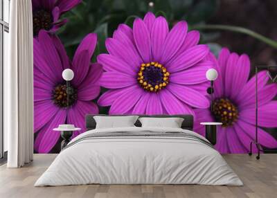 Flor fucsia Wall mural