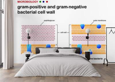 Biology diagram present the comparison of cell wall between gram-positive and gram-negative bacteria Wall mural