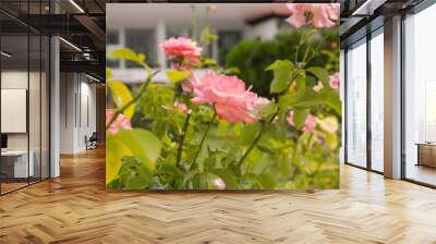 Garden of pink roses in bloom	 Wall mural