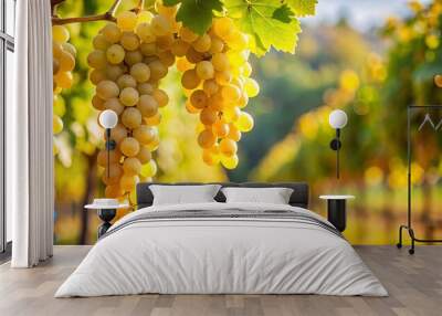 Bunch of ripe yellow grapes hanging on vine in vineyard, harvest, agriculture, winery, farm, viticulture, fruit, food, organic Wall mural