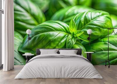 Close-up photo of a vibrant green basil leaf , basil, herb, food, ingredient, plant, fresh, aromatic, cooking Wall mural