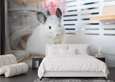 Chinchilla cute pet fur white hair fluffy and black eyes. Close-up animal rodent adorable tame ear grey looking at camera. Feline mammals are fluffy and playful. Wall mural