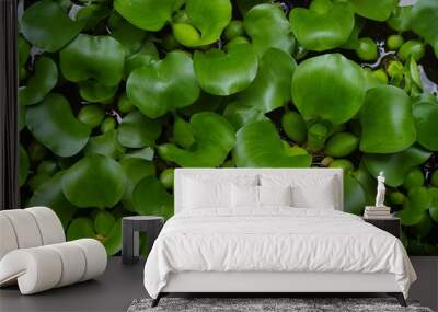 A dragonfly perched on a water hyacinth plant Wall mural