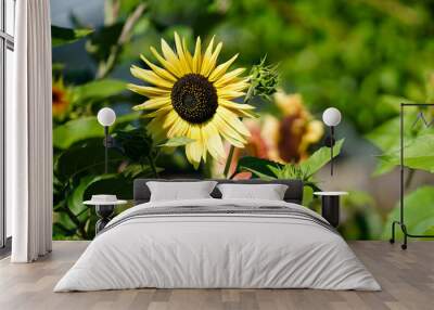 Close-up of a sunflower (helianthus annuus) in a backyard garden Wall mural