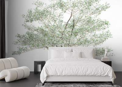 3d illustration of Cornus florida tree isolated on black background Wall mural