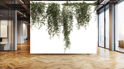 3d illustration of ivy plant isolated on transparent background Wall mural