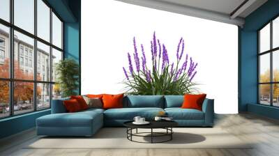 3d illustration of liriope muscari isolated on transparent background Wall mural