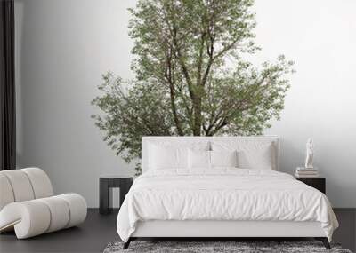 3d illustration of Populus fremontii tree isolated on white bachground Wall mural