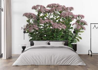 3d illustration of sedum spectabile bush isolated on transparent Wall mural