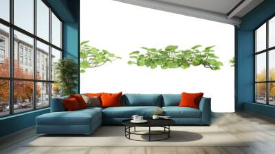 3d illustration of set Dichondra repens tree isolated on white and its mask Wall mural