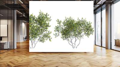 3d illustration of set Larrea cuneifolia tree isolated on transparent background Wall mural