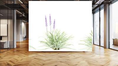 3d illustration of set Liriope muscari bush isolated on transparent background Wall mural