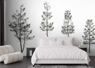 3d illustration of set pinus strobus tree isolated on white background Wall mural