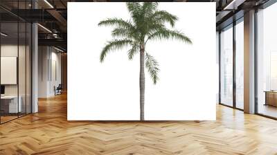 3d illustration of syagrus romanzoffian palm isolated on transparent background Wall mural