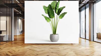 Potted banana plant isolated on white background Wall mural