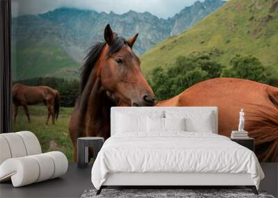 Horses graze in the meadow in the Caucasus mountains. Green Breakfast for every day and minute for horse Wall mural