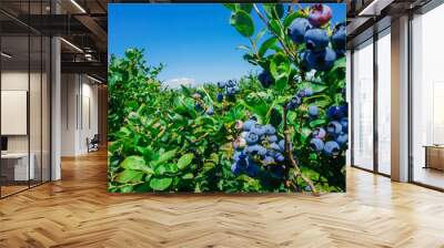 Blueberries farm in harvest season with bunch of ripe fruits on tree at Burlington, Washington, USA. Blueberry picking background. Wall mural