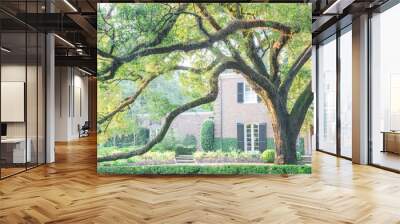 colonial brick house with huge live oak tree and beautifully landscaped front yard driveway. shady t Wall mural