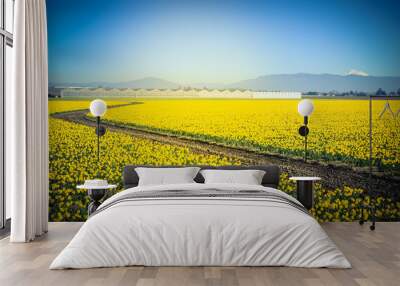 Top view s-curved winding path in daffodil farm at Skagit Valley, WA, USA. Springfield of bright yellow narcissus flower blossom. Row of green houses and snow covered Mount Vernon in background Wall mural