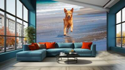 Photo of golden retriever walking on sand beach. Happy dog wet after swimming run with water splashes along sea surf. Actions, training games with family pets and popular dog breeds on summer vacation Wall mural