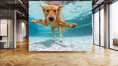 Underwater funny photo of golden labrador retriever in swimming pool Wall mural