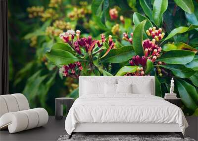 woman sniffing fresh red raw sticks and blooming flowers growing on clove tree. tropical plants, nat Wall mural