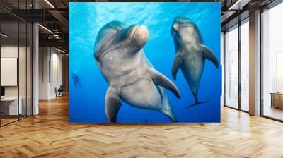 Couple of dolphin Wall mural