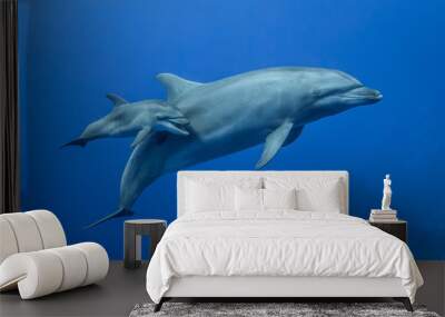 dolphins Wall mural