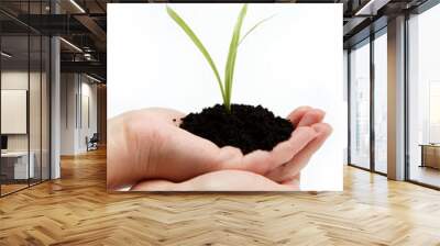 woman's hand with a green sprout in the ground on a white backgr Wall mural