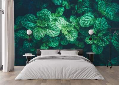 Fresh green​ leaf pepermint and​ spearmint.Concept​ leave​ mint​ herb use​ aroma therapy​.  Wall mural