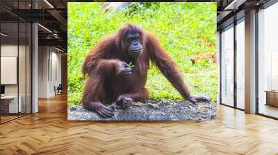 Orangutan in Sumatra, Indonesia Wall mural