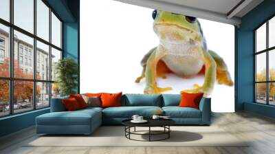 Green tree frog isolated on white background Wall mural