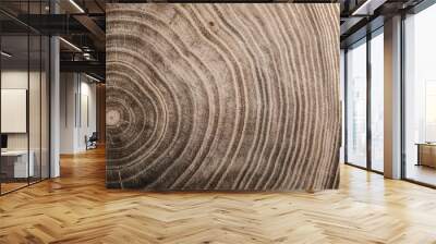  Stump of tree felled - section of the trunk with annual rings. Slice wood. Wall mural