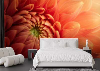 Colorful chrysanthemum flower macro shot. Chrysanthemum flower background. Wall mural