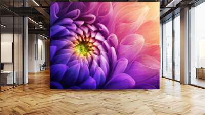 Colorful chrysanthemum flower macro shot. Chrysanthemum yellow, red, purple color flower background. Wall mural