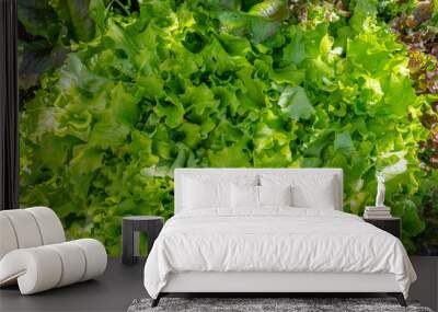 Green fresh salad growing in a backyard. Wall mural