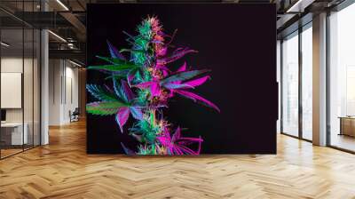 Purple green marijuana plant on black background. Colored neon large leaves and buds of cannabis hemp. Hemp bush and empty space for text Wall mural