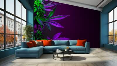 Purple marijuana leaves on a dark background. Banner with large purple cannabis leaves and empty space for text. Purple and green cannabis foliage closeup on a black background. Wall mural