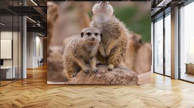 Two meerkats Wall mural