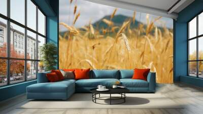 cloudy wheat field Wall mural