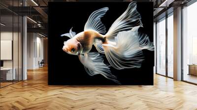 美しい金魚。クローズアップ、壁紙、背景 Wall mural