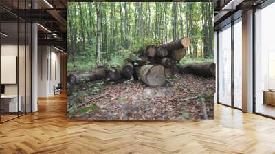 loggers cut down many trees in the forest for firewood Wall mural