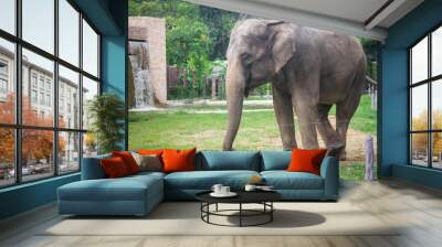 The elephant. Wall mural