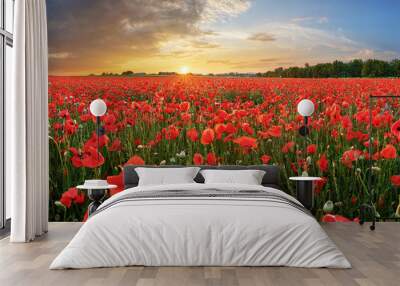 Landscape with nice sunset over poppy field - panorama Wall mural