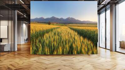 Summer wheat field in Slovakia, Tatras. Wall mural