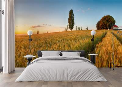 Summer wheat field panorama countryside, Agriculture Wall mural