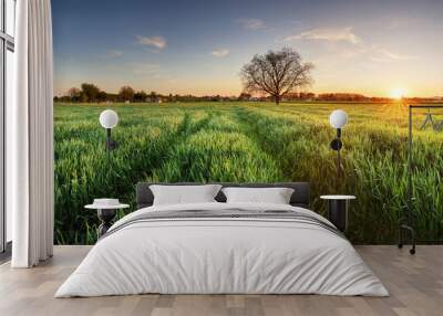 Wheat field at sunset, panorama Wall mural