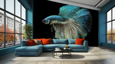 Green copper betta fish Isolated on a black background. Wall mural